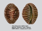 Pseudopusula californiana (3)